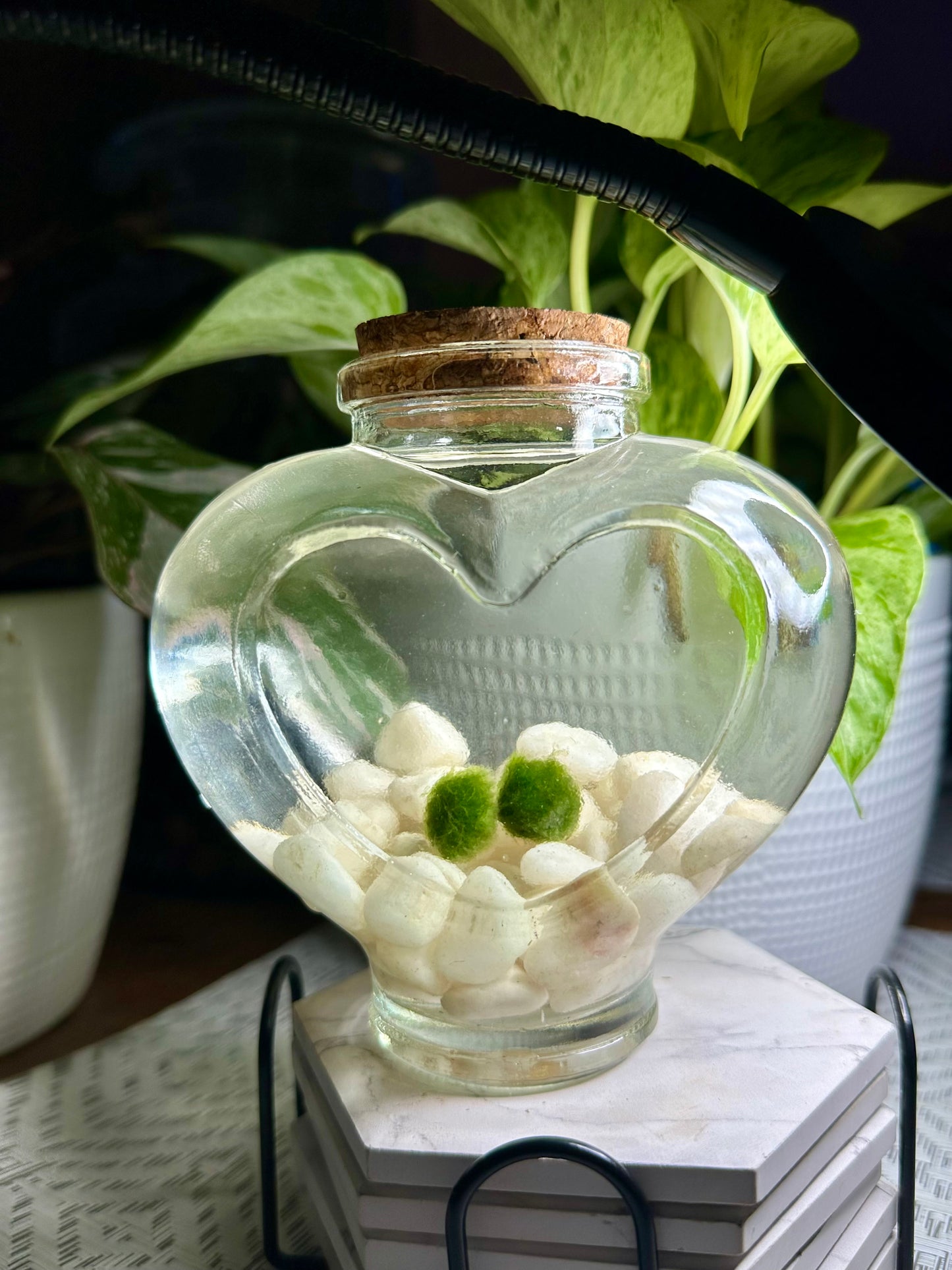 Eternal Love Jar: Moss Balls