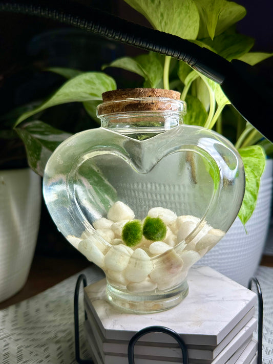 Eternal Love Jar: Moss Balls