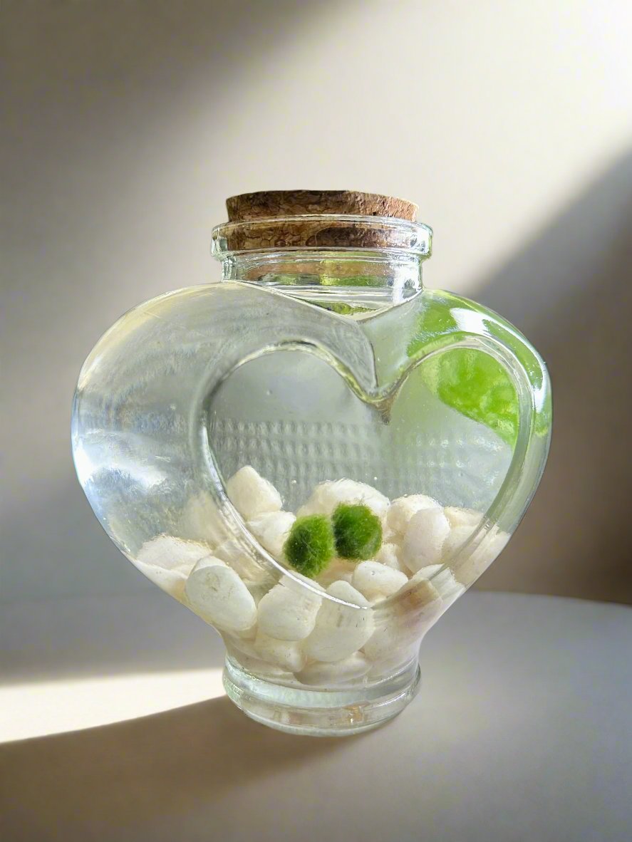 Eternal Love Jar: Moss Balls