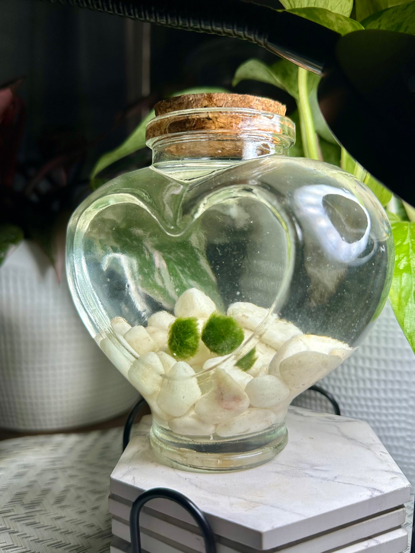 Eternal Love Jar: Moss Balls