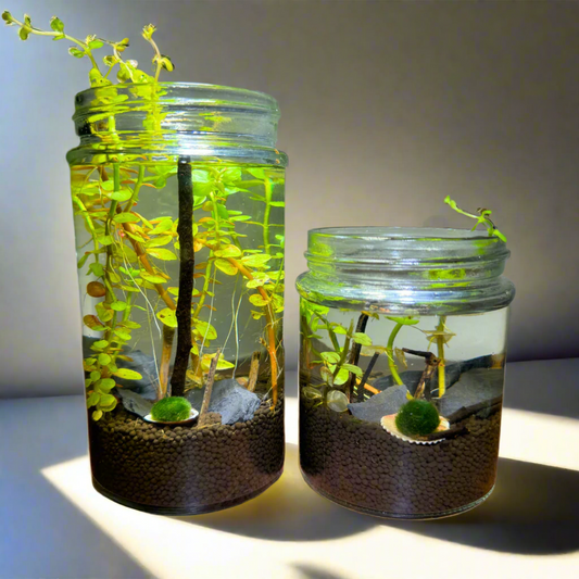 MyTinyEcosystem: Aqua