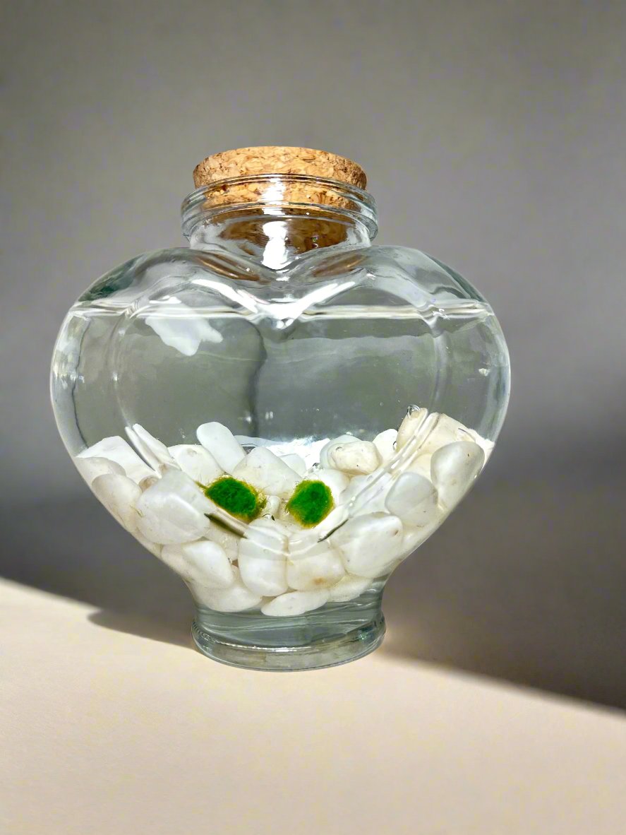 Eternal Love Jar: Moss Balls