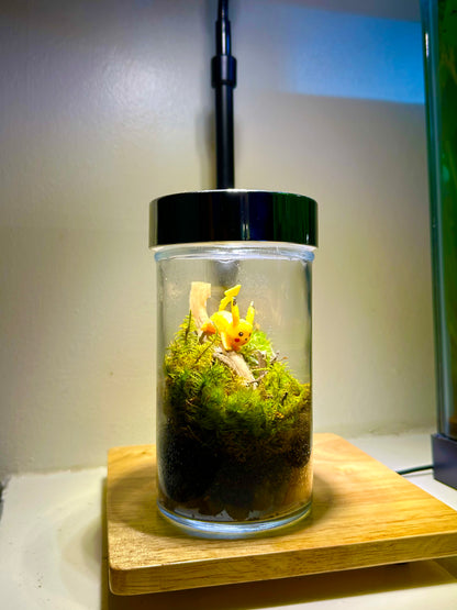 Pikachu Terrarium 1of1