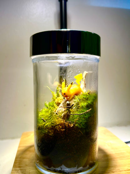 Pikachu Terrarium 1of1