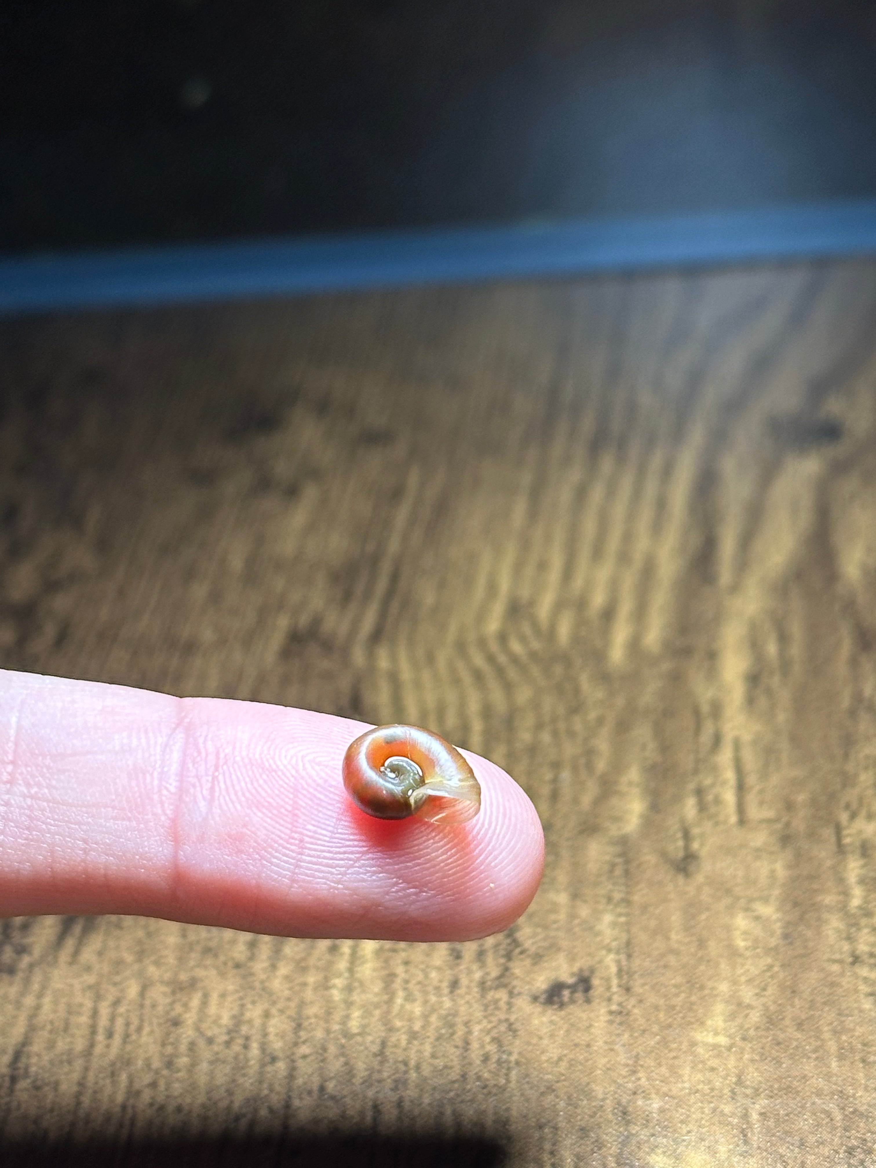 MyTinyEcosystem: Aqua