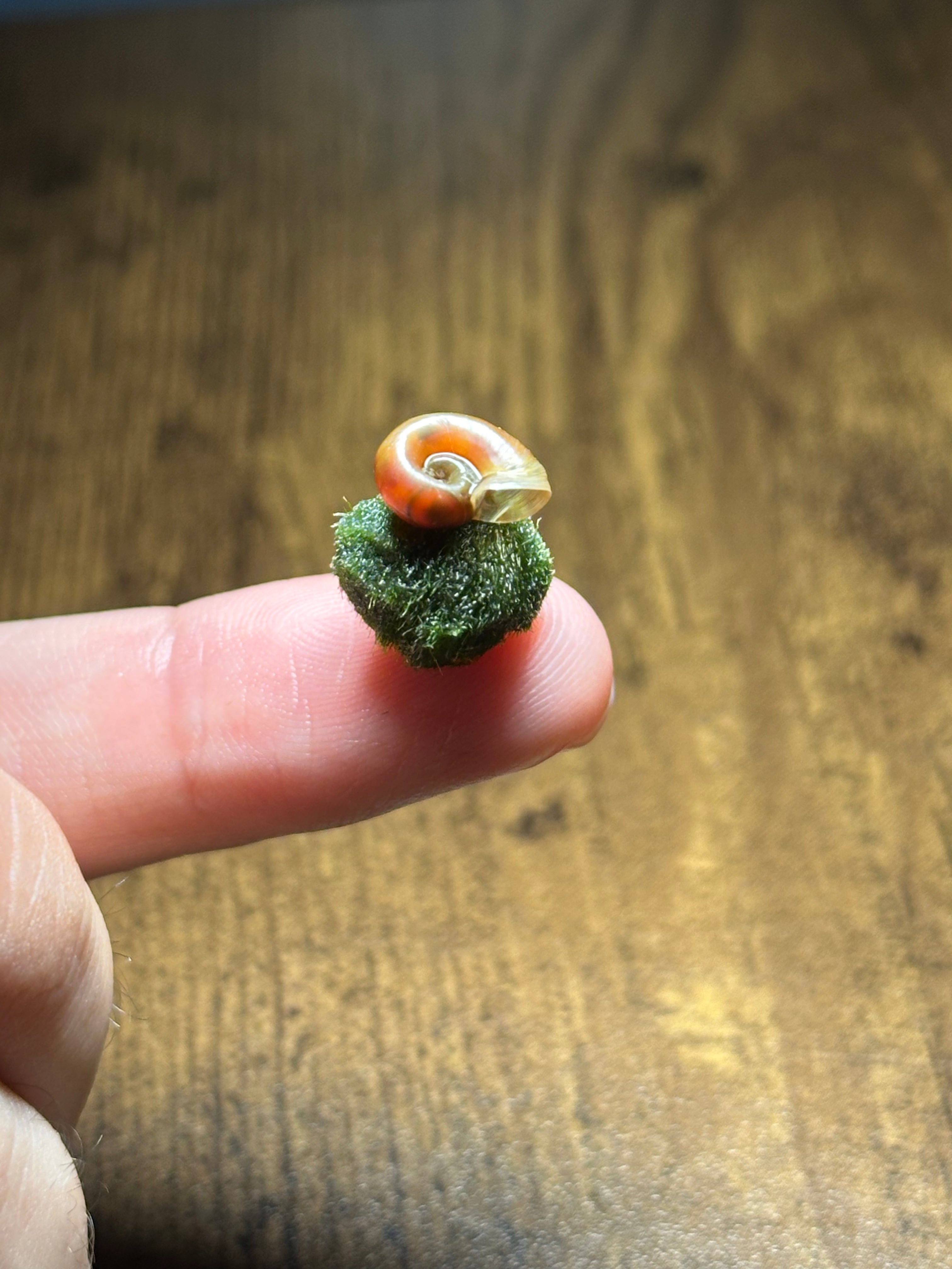 MyTinyEcosystem: Aqua