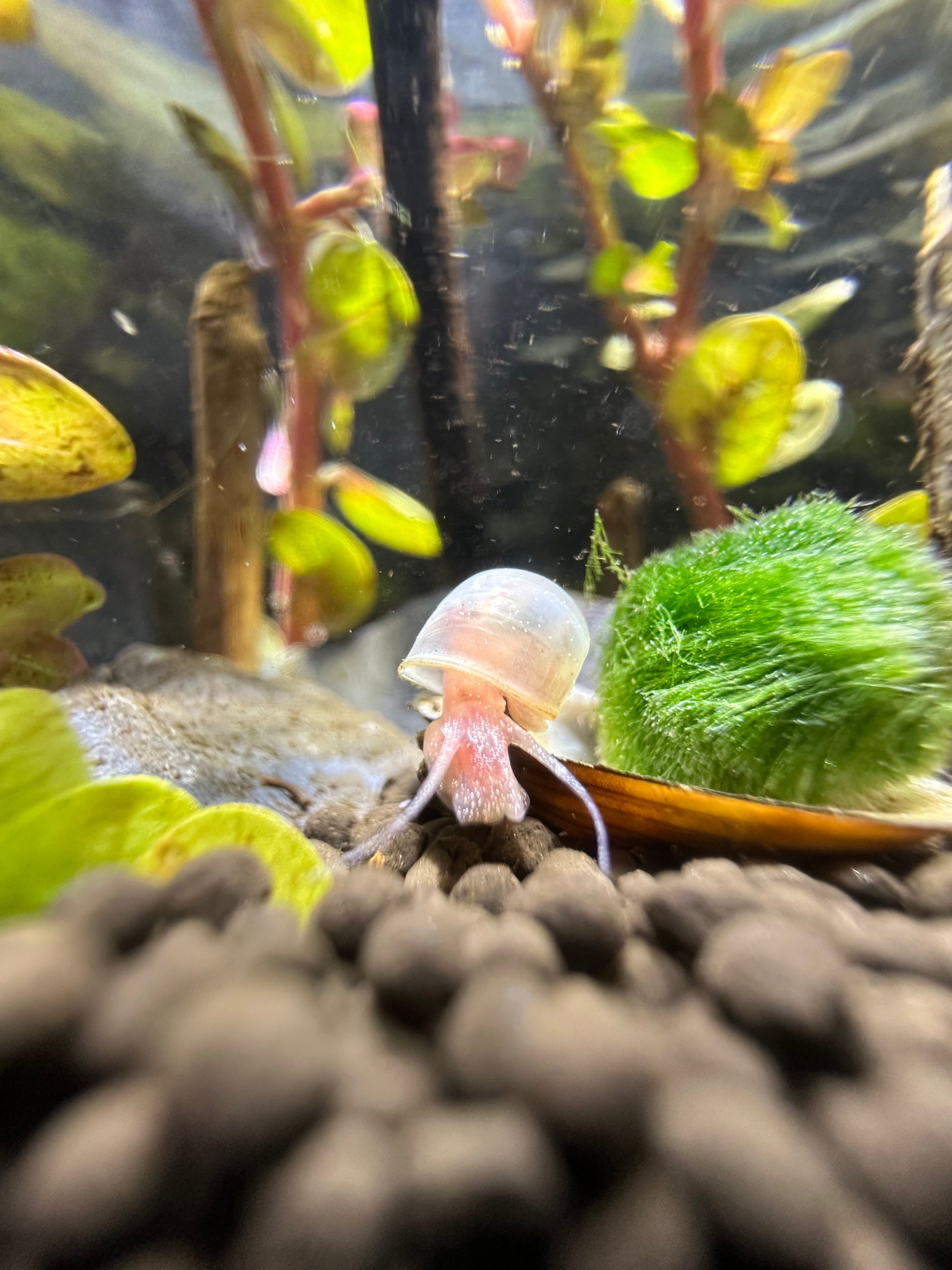 MyTinyEcosystem: Aqua