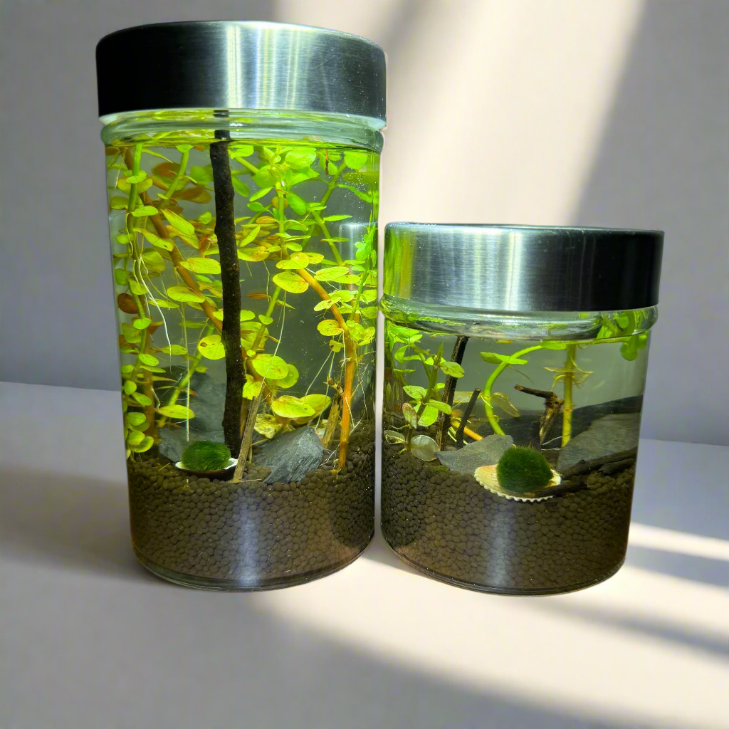 MyTinyEcosystem: Aqua