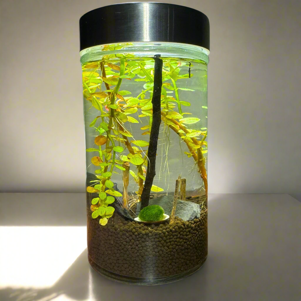 MyTinyEcosystem: Aqua