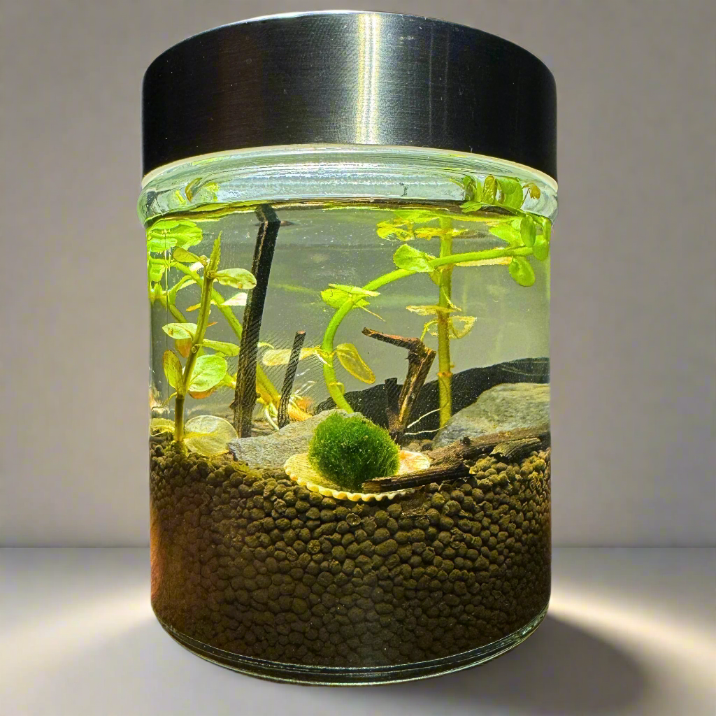 MyTinyEcosystem: Aqua